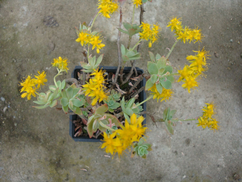 Sedum palmeri S. Watson 1882. - Genul Sedum