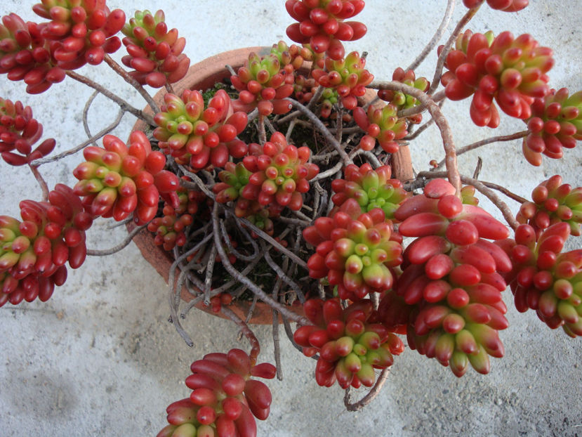 Sedum rubrotinctum R.T. Clausen 1948. - Genul Sedum