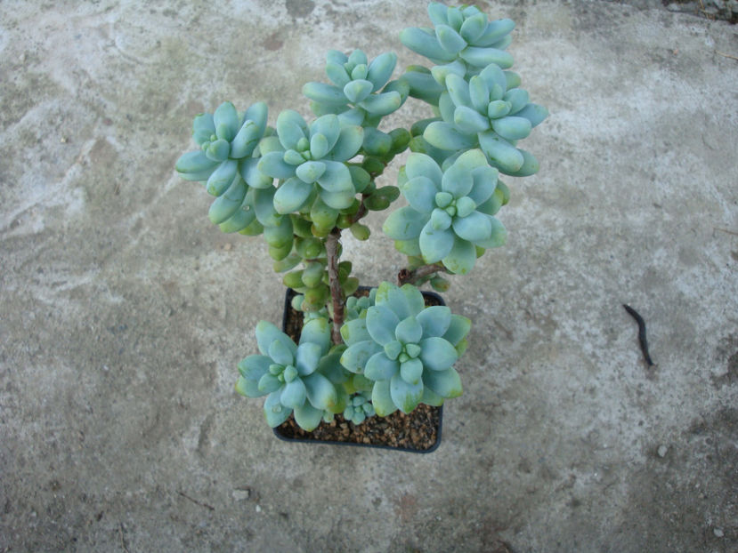 Sedum treleasei Rose 1911. - Genul Sedum