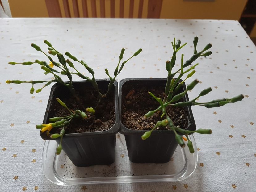 Hatiora salicornioides-lastari inradacinati - Cactusi si plante suculente 2017-2018-2019