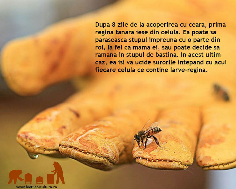 curiozitati apicultura12 - Lectii Apicultura