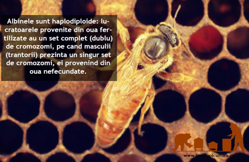 curiozitatii despre albine 34 - Lectii Apicultura