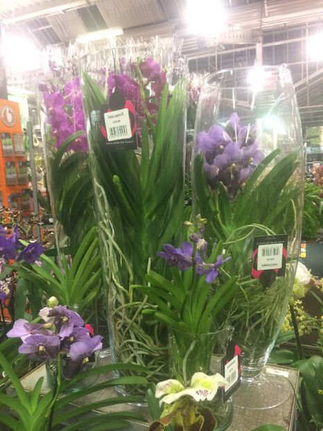 Vanda 5.01.2018 - Expozitie de Orhidee