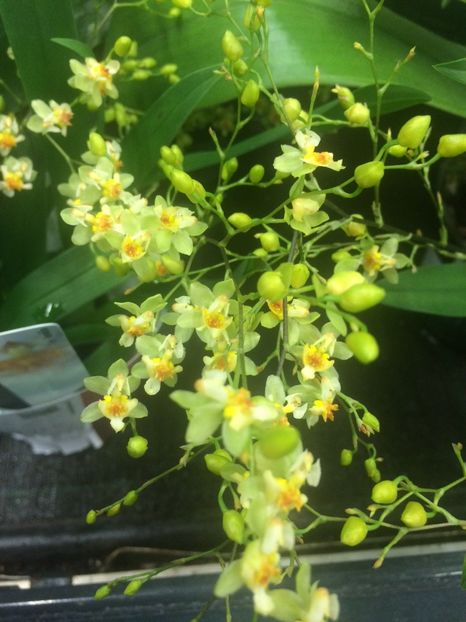 5.01.2018 Oncidium - Expozitie de Orhidee