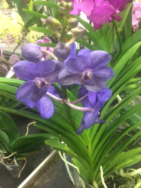 Vanda - Expozitie de Orhidee