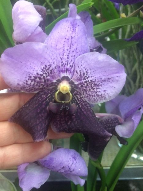 Vanda - Expozitie de Orhidee
