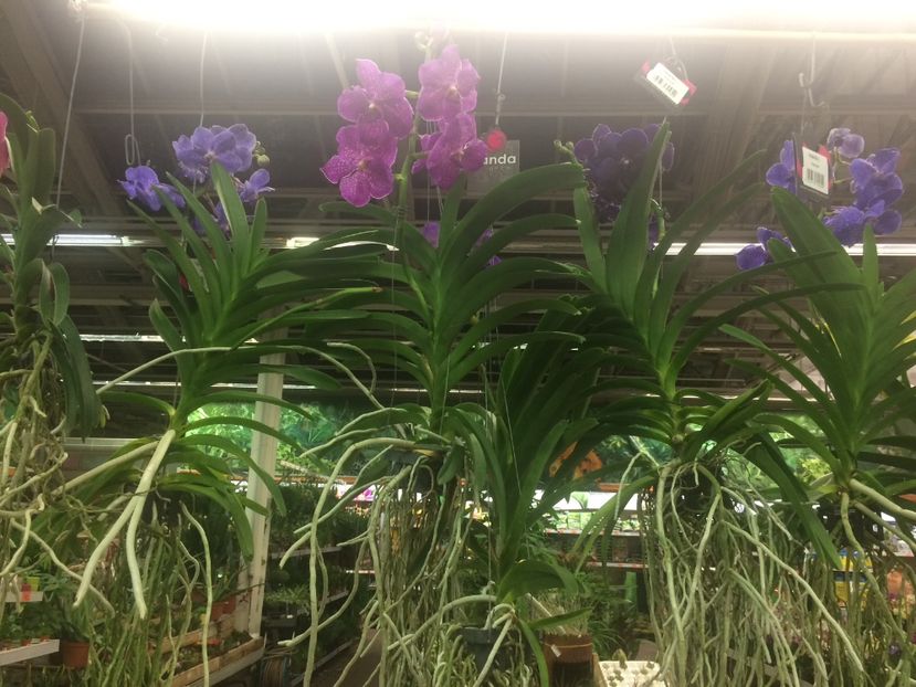Vanda - Expozitie de Orhidee