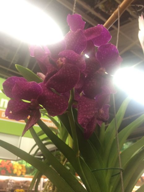 Vanda - Expozitie de Orhidee