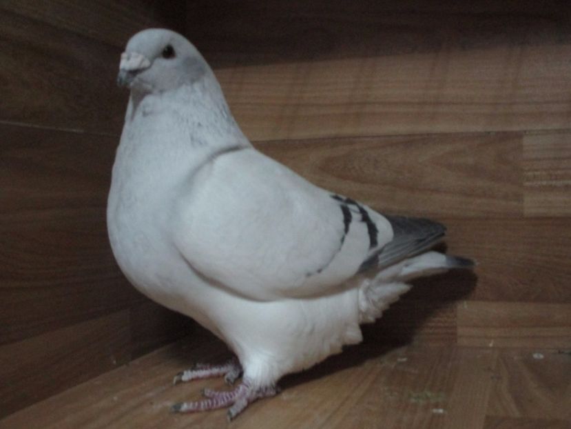 2511-16 - Femele 2018