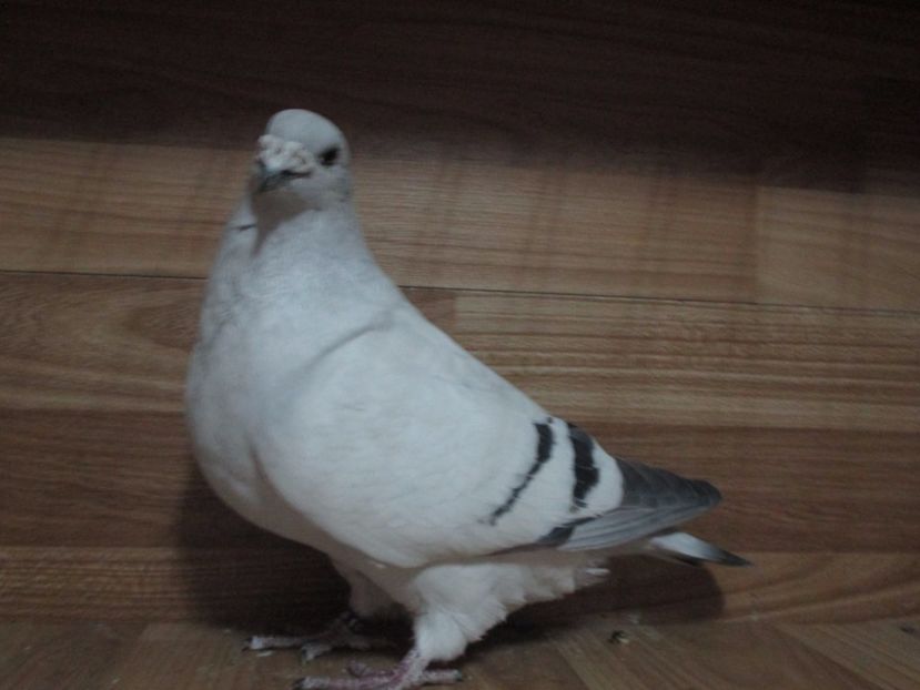 2520-16 - Femele 2018