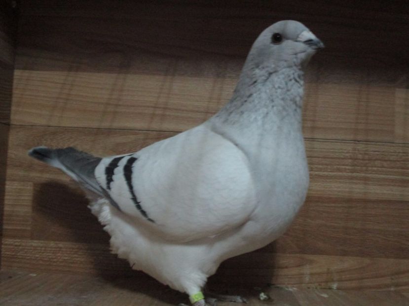 6852-17 - Femele 2018