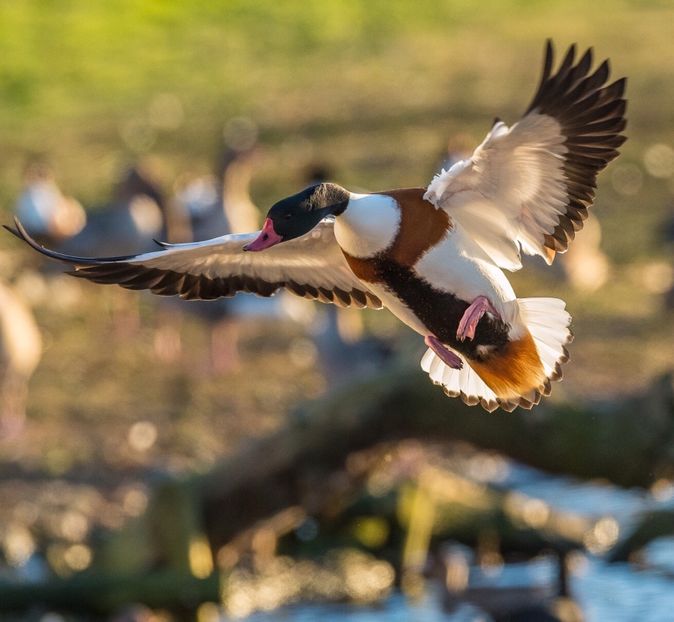 Călifar alb - Un fel de rai pe pământ!