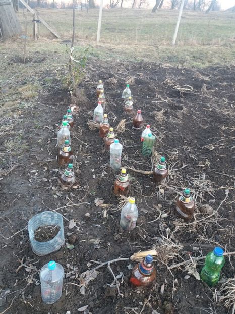  - COLȚUL meu de GRĂDINĂ