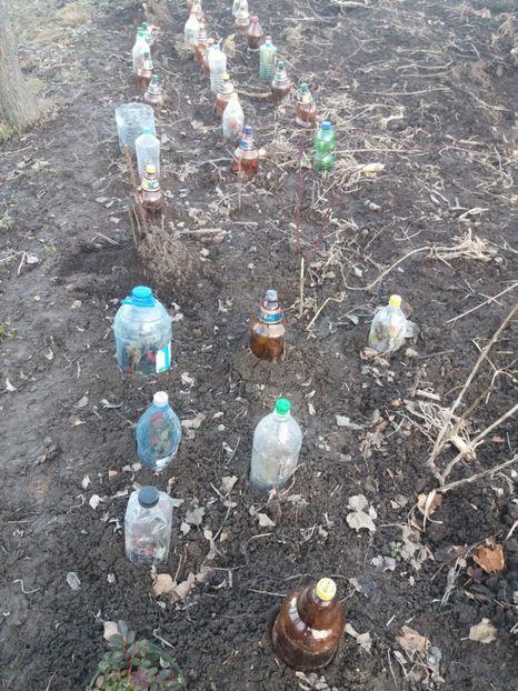 Trandafirii mei prind radacini in tihna - COLȚUL meu de GRĂDINĂ