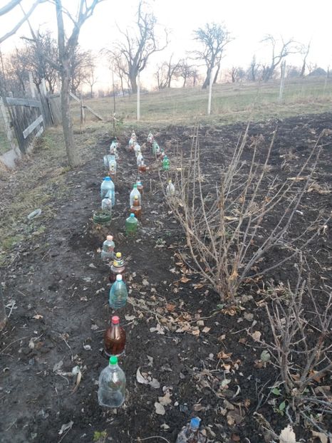  - COLȚUL meu de GRĂDINĂ