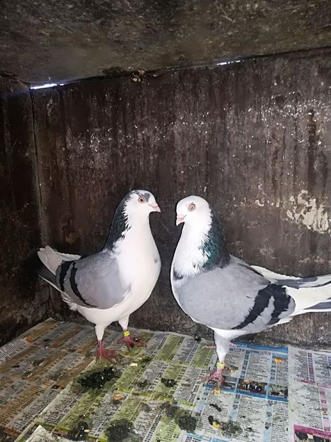 IMG-20180105-WA0003 - Perechi pe vanat 2018