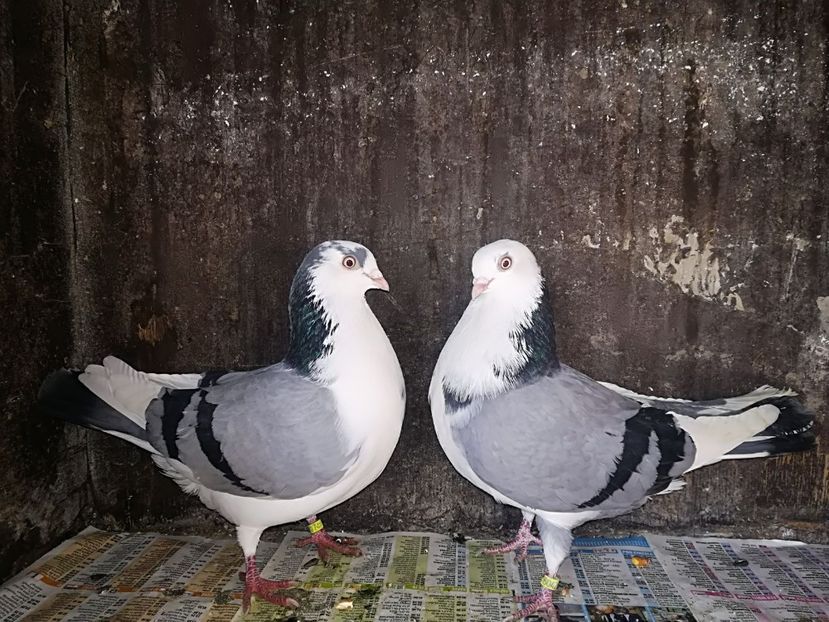 IMG-20180105-WA0004 - Perechi pe vanat 2018