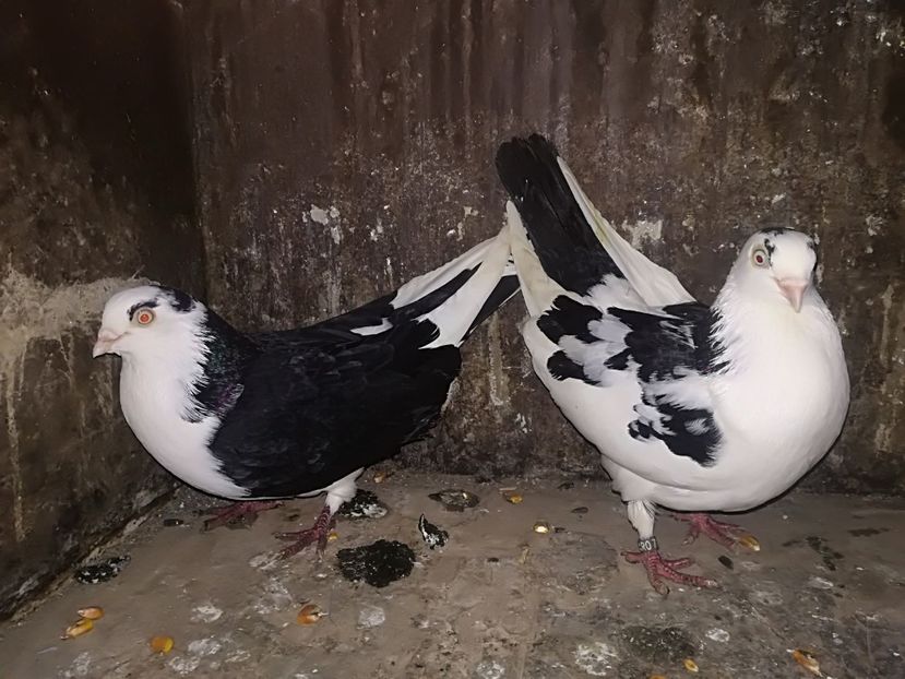 IMG-20180105-WA0008 - Perechi pe negru 2018