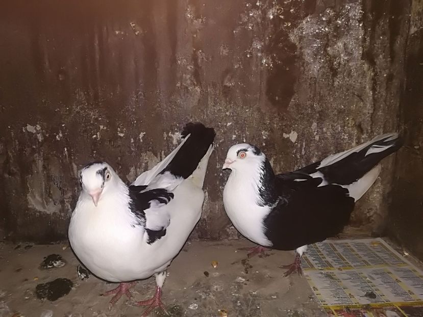 IMG-20180105-WA0014 - Perechi pe negru 2018