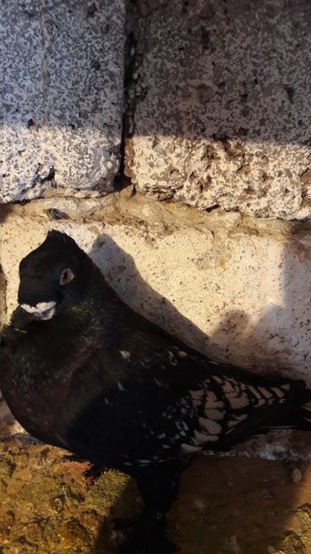 Mascul - Porumbei vanduti