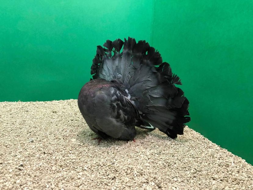 received_1157733707689833 - Achziti 2018