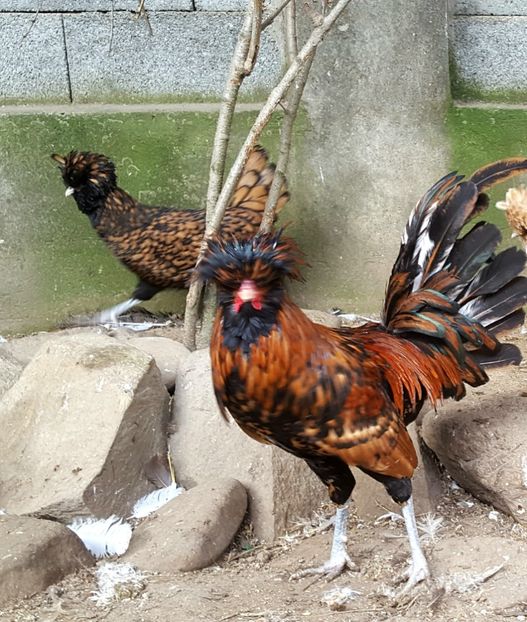  - A- Paduana Cărămizie 2019-2020