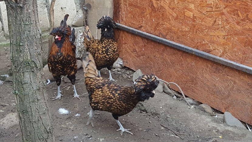  - A- Paduana Cărămizie 2019-2020