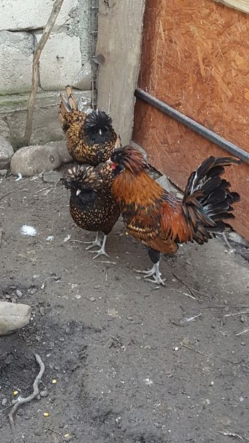  - A- Paduana Cărămizie 2019-2020