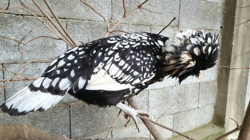  - A- Paduana Argintie 2019-2020