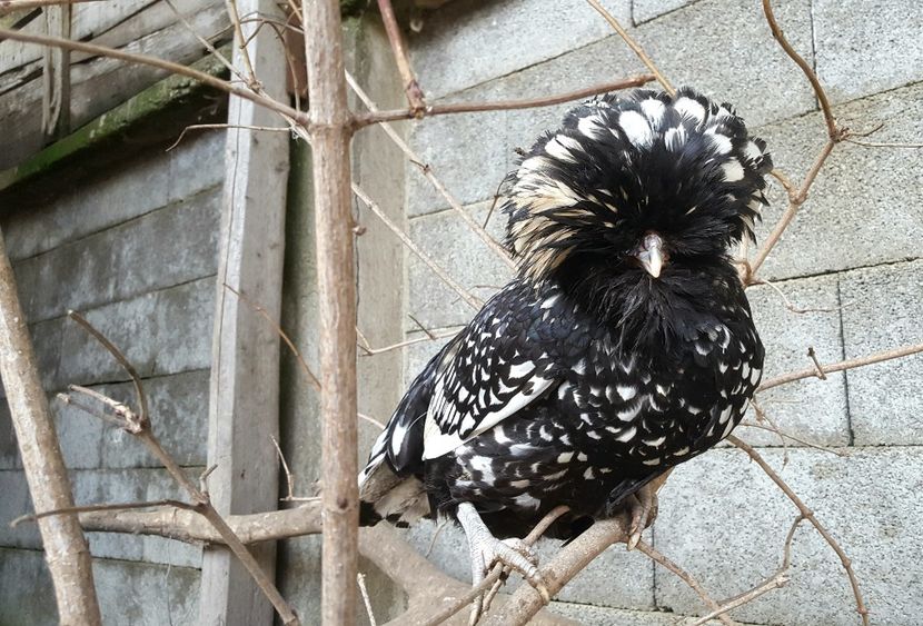  - A- Paduana Argintie 2019-2020