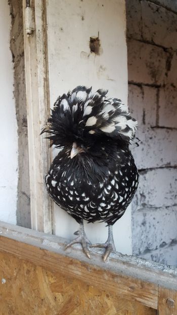  - A- Paduana Argintie 2019-2020