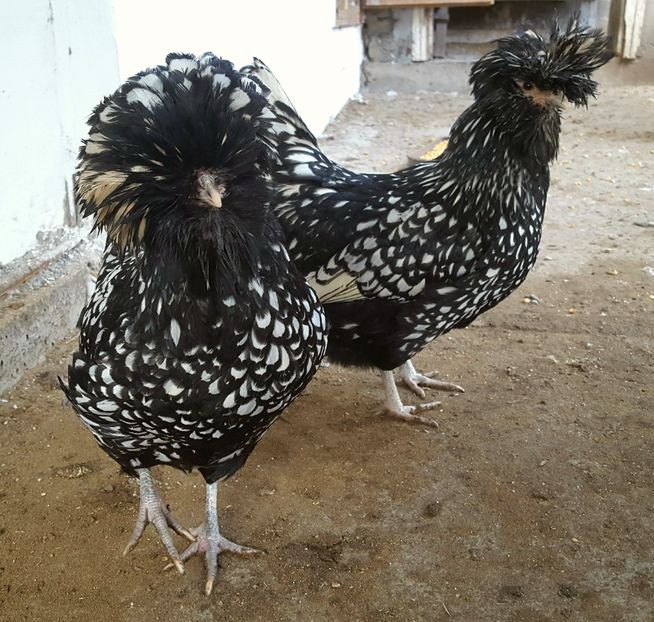  - A- Paduana Argintie 2019-2020