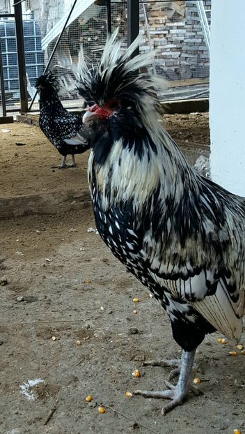  - A- Paduana Argintie 2019-2020