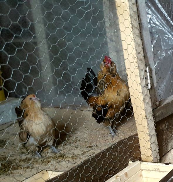  - Barboase de Anvers- varietatea potarnichie 2018