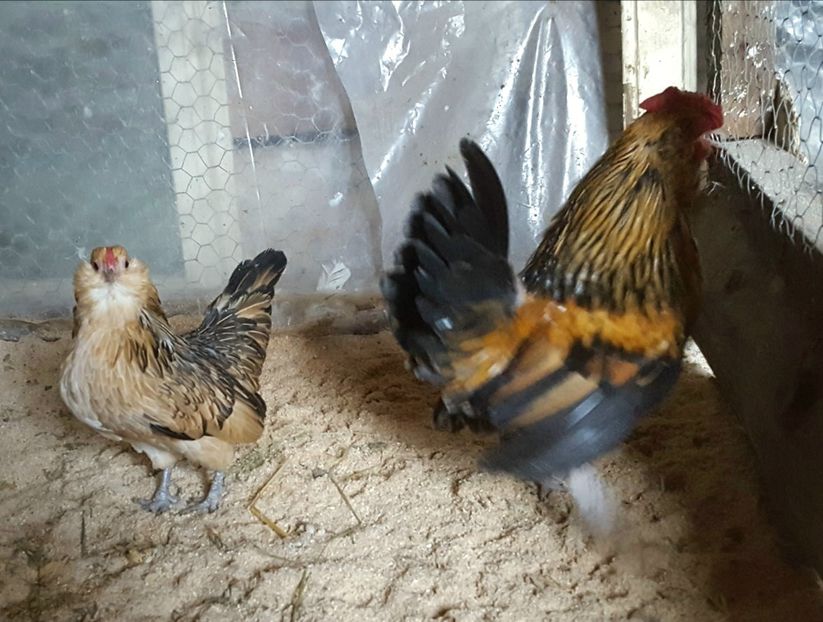  - Barboase de Anvers- varietatea potarnichie 2018