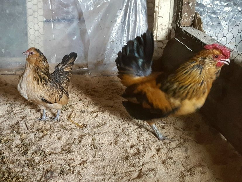  - Barboase de Anvers- varietatea potarnichie 2018