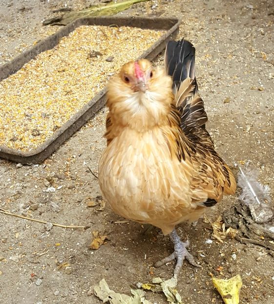  - Barboase de Anvers- varietatea potarnichie 2018