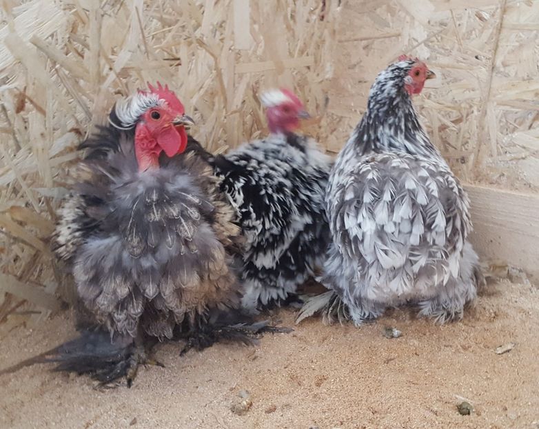  - Cochinchina pitic frizat gât-golaș 2018