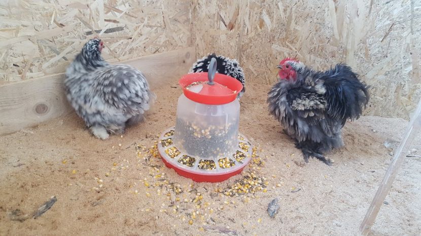  - Cochinchina pitic frizat gât-golaș 2018