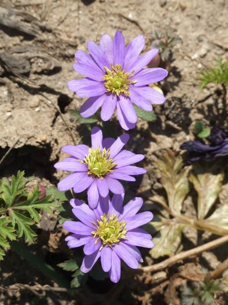 2014_anemone_6 - 2014_03_Flori de primavara