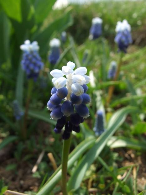 2014_muscari_2 - 2014_03_Flori de primavara