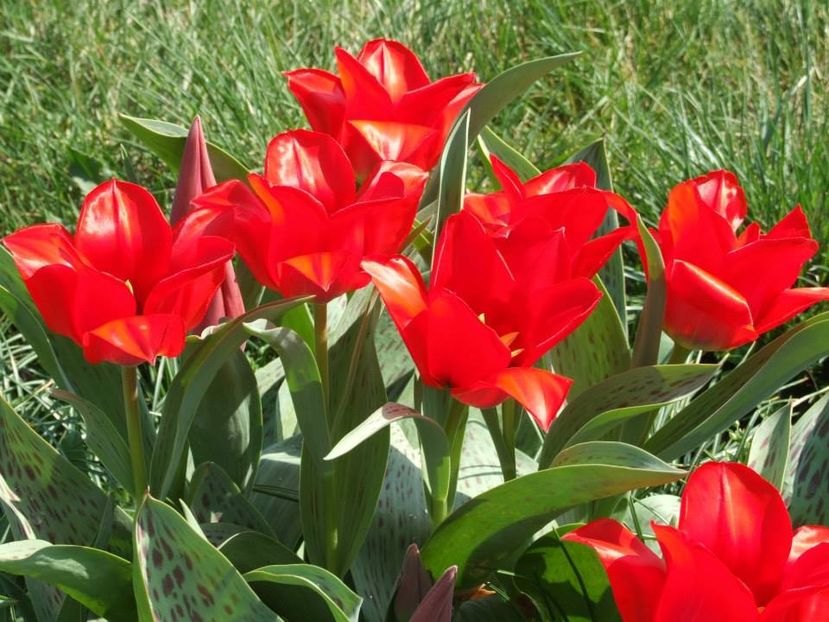 2014_lalele_11 - 2014_03_Flori de primavara