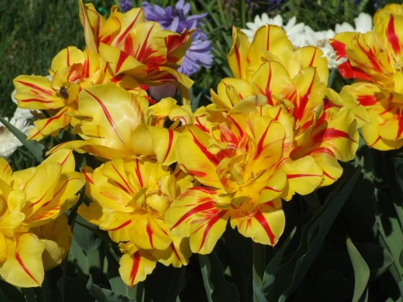 2014_lalele_12 - 2014_03_Flori de primavara