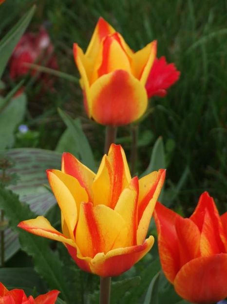 2014_lalele_30 - 2014_03_Flori de primavara