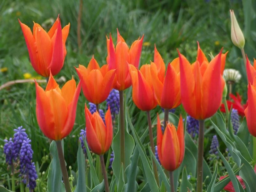 2014_lalele_31 - 2014_03_Flori de primavara