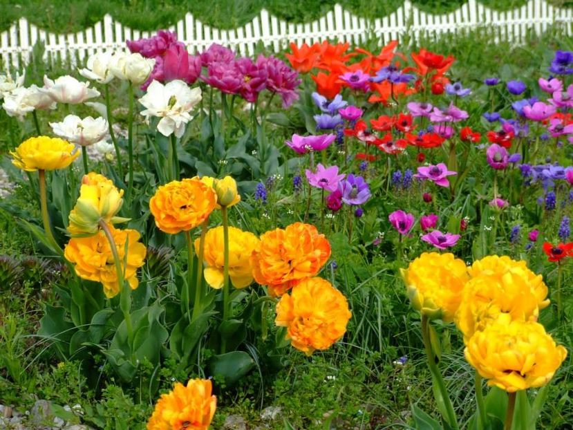 2014_lalele_61 - 2014_03_Flori de primavara