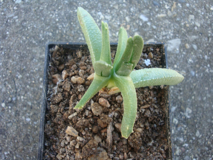 Cheiridopsis umdausensis L.Bolus 1937. - Genul Cheiridopsis