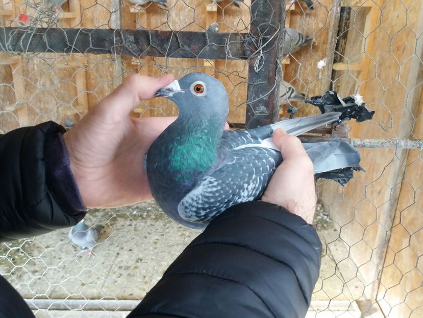 777 - sora loc 1 NAT AS 3 ani, sora loc 1 NAT Viteza, 1 NAT Demifond - C Achizitii 2018