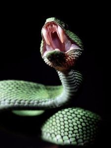  - A Serpent never shows cowardice