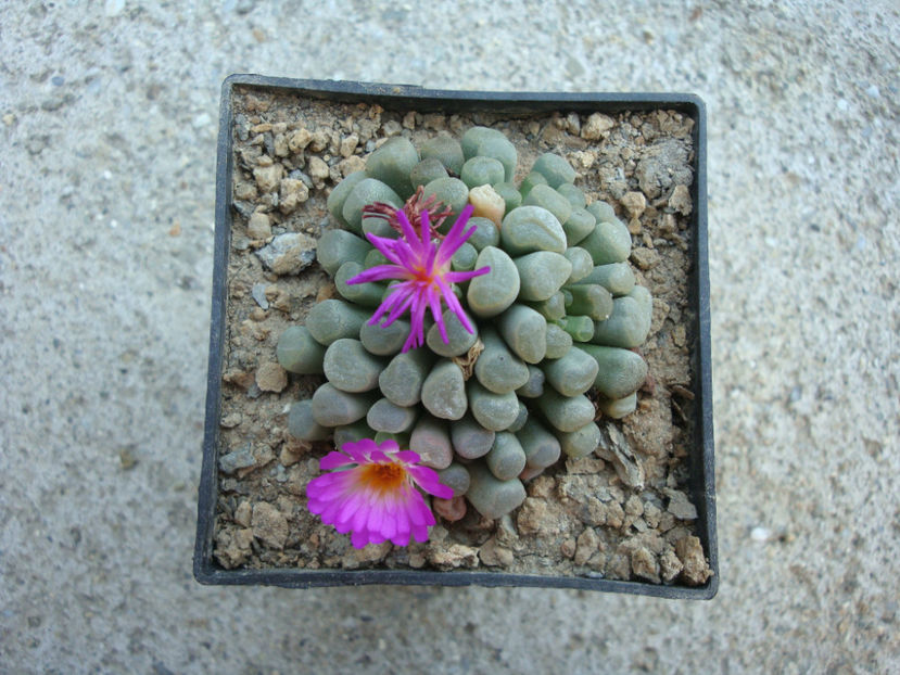 Frithia pulchra N.E.Br .1926. - Genul Frithia